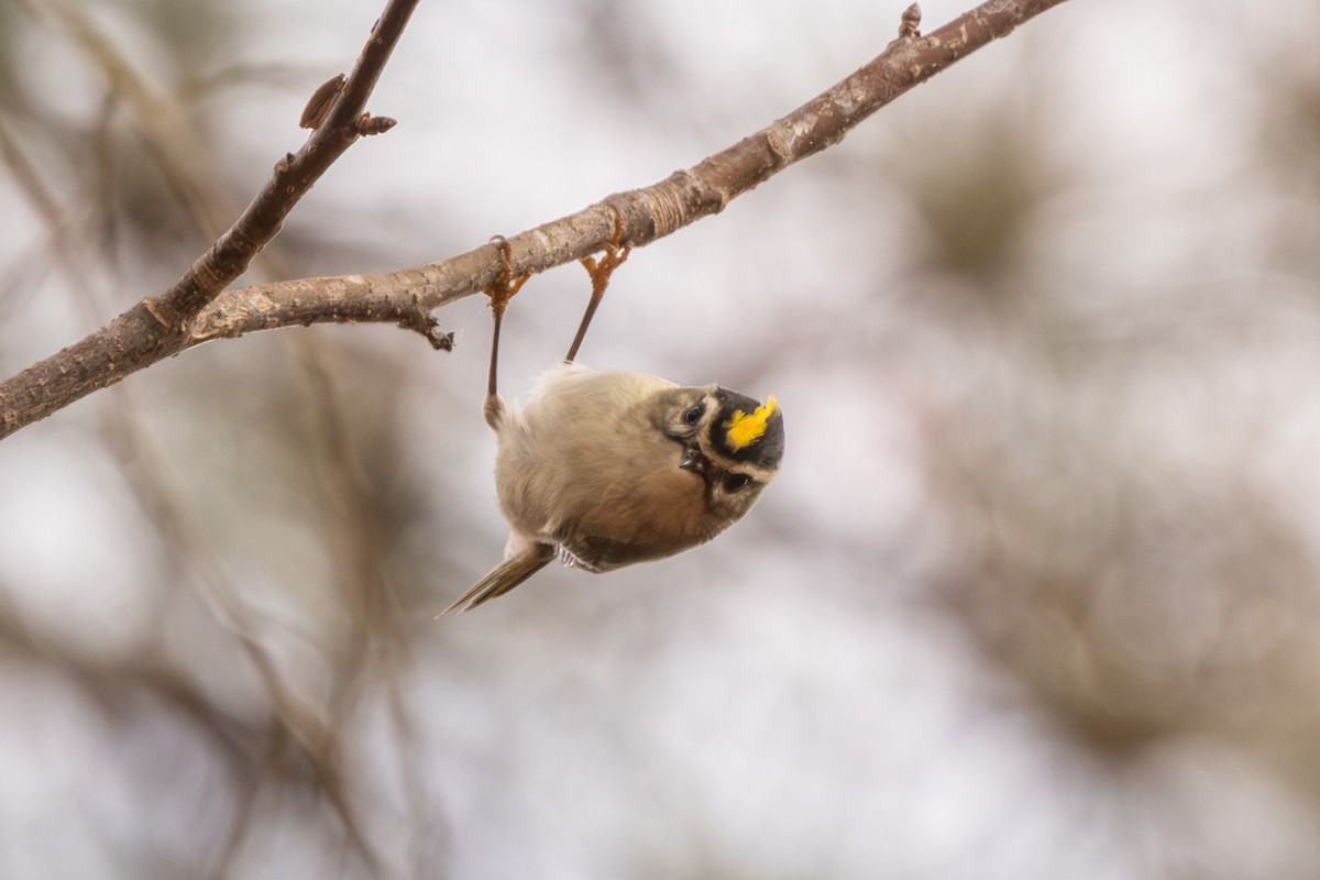 Roitelet à couronne dorée - ML645976847