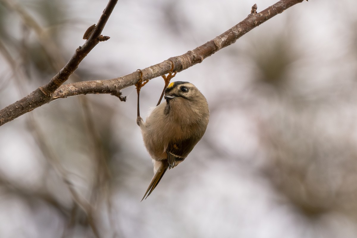 Roitelet à couronne dorée - ML645976848