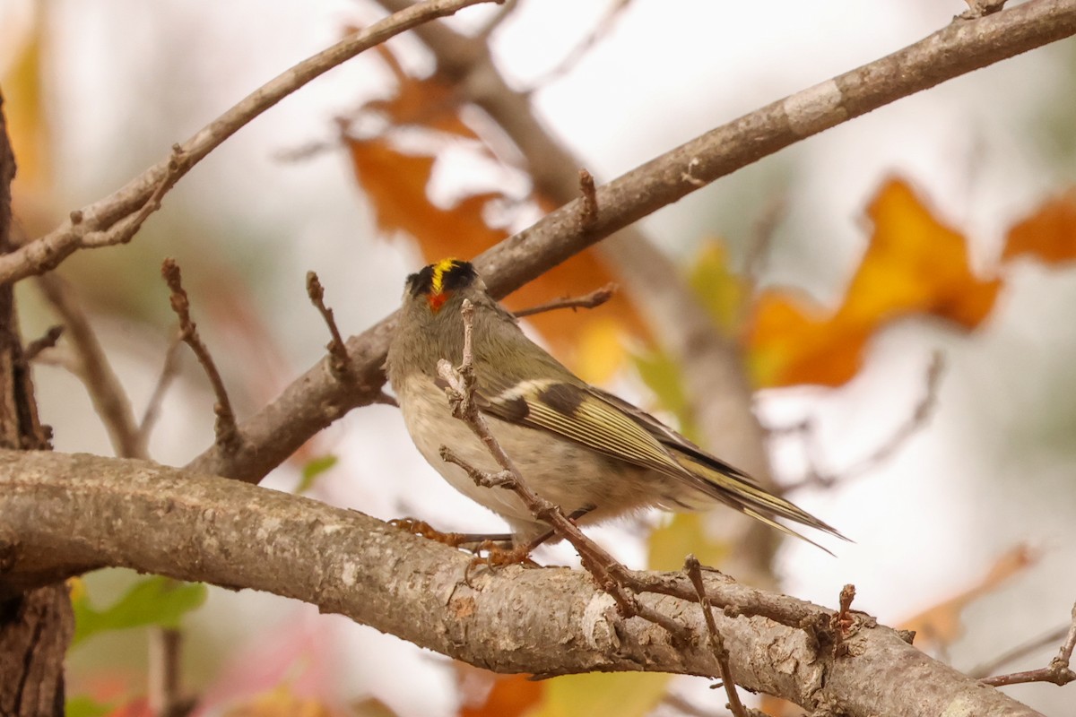 Roitelet à couronne dorée - ML645976849