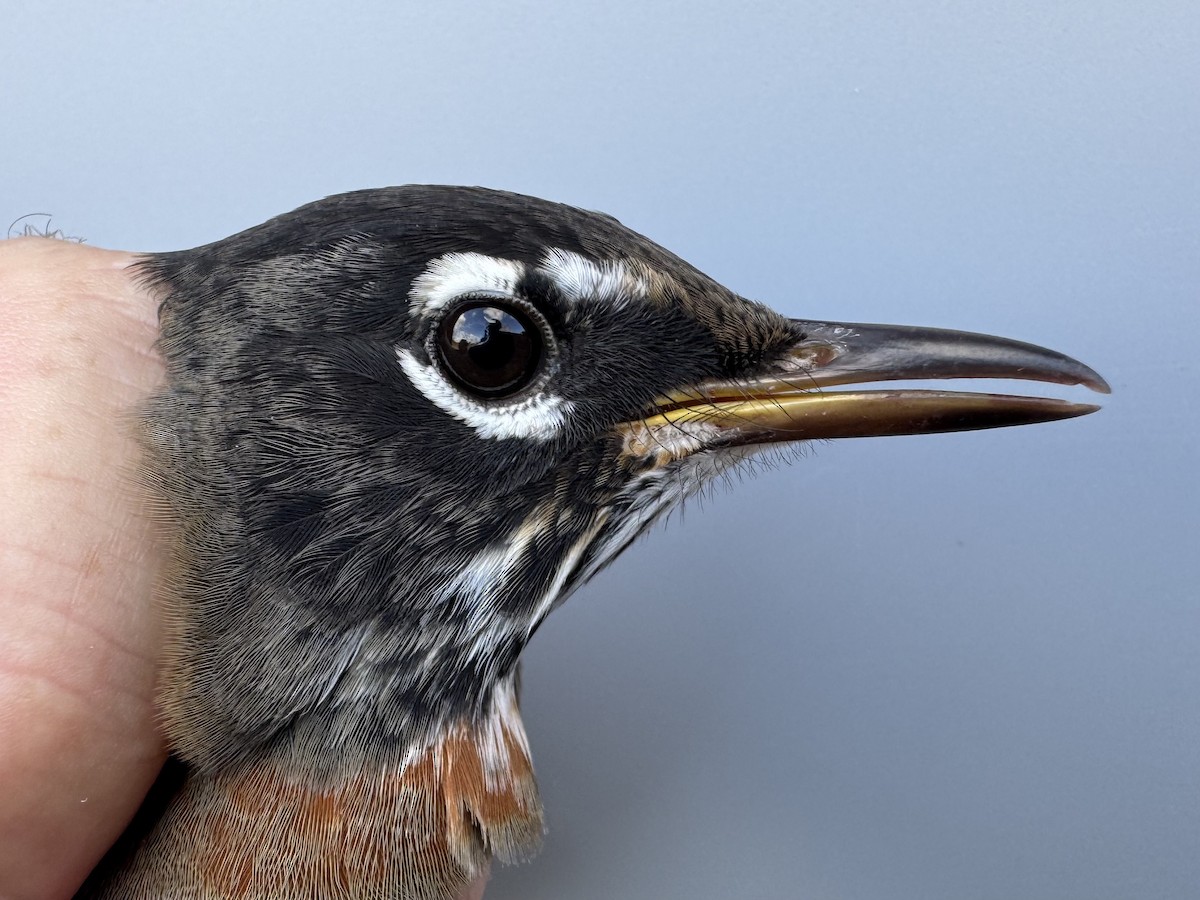 Zozo papargorria [migratorius Taldekoa] - ML645976852