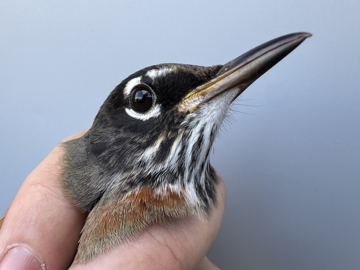 Zozo papargorria [migratorius Taldekoa] - ML645976853