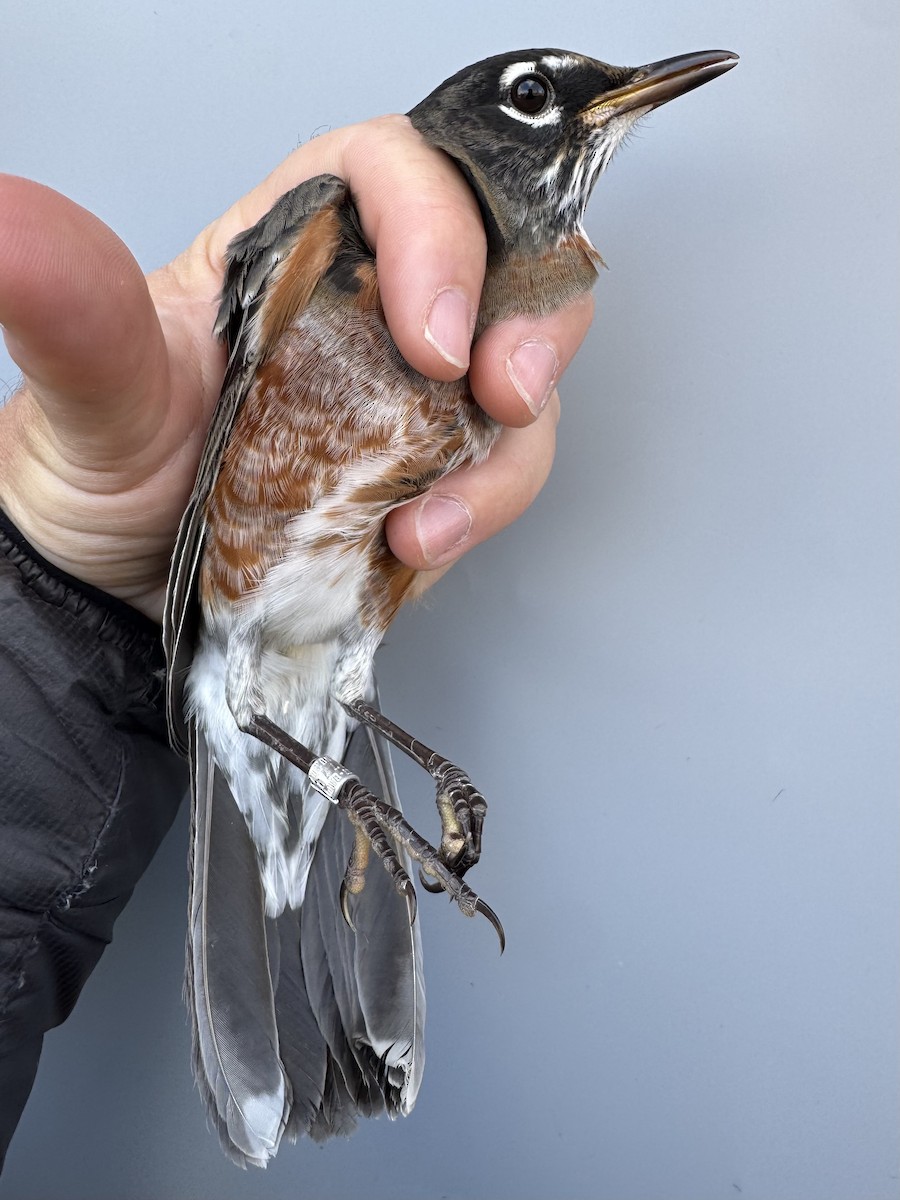 Zozo papargorria [migratorius Taldekoa] - ML645976854