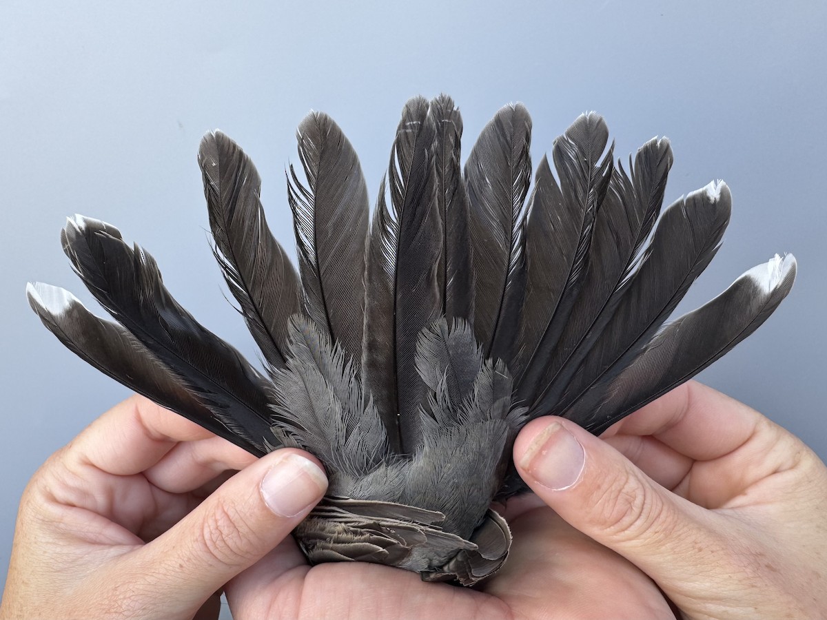 Zozo papargorria [migratorius Taldekoa] - ML645976855