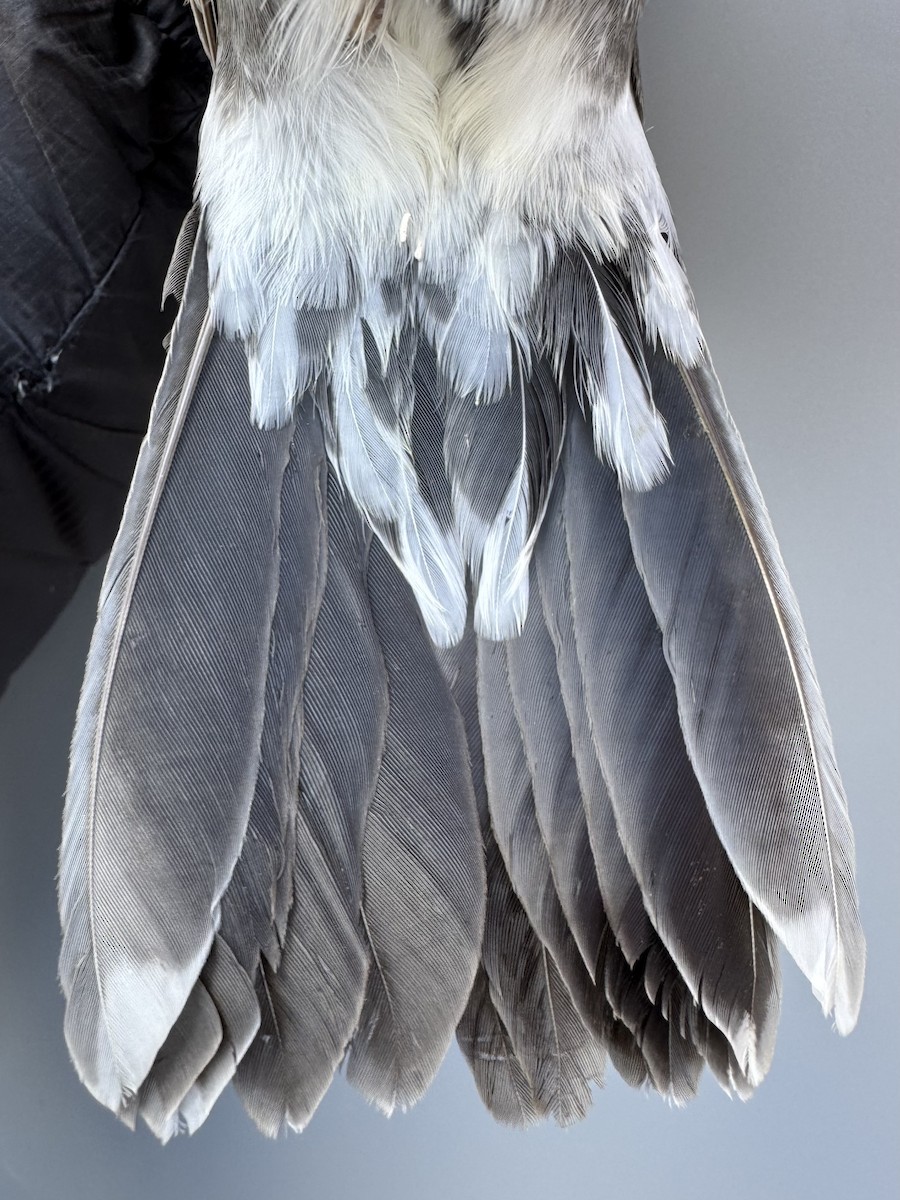 Zozo papargorria [migratorius Taldekoa] - ML645976856