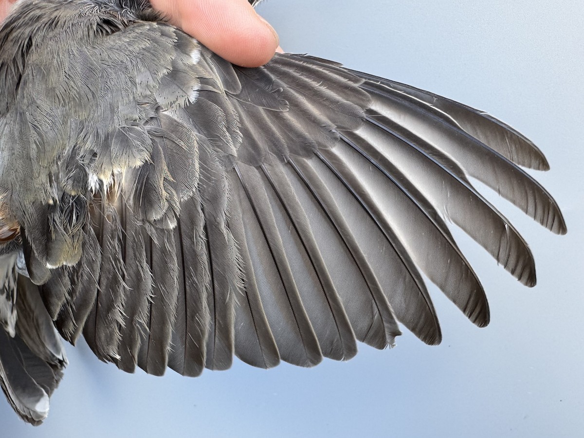 Zozo papargorria [migratorius Taldekoa] - ML645976857