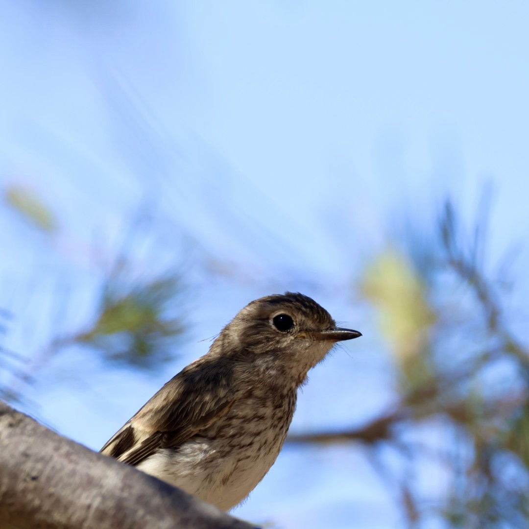 Red-capped Robin - ML645976864