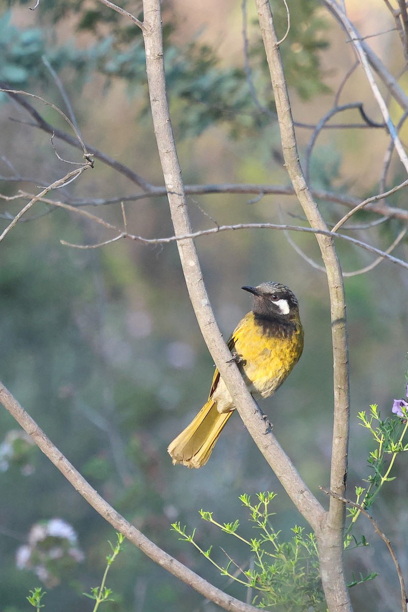 White-eared Honeyeater - ML645976866