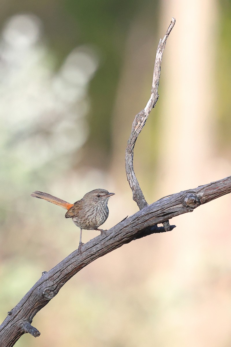 Chestnut-rumped Heathwren - ML645976867
