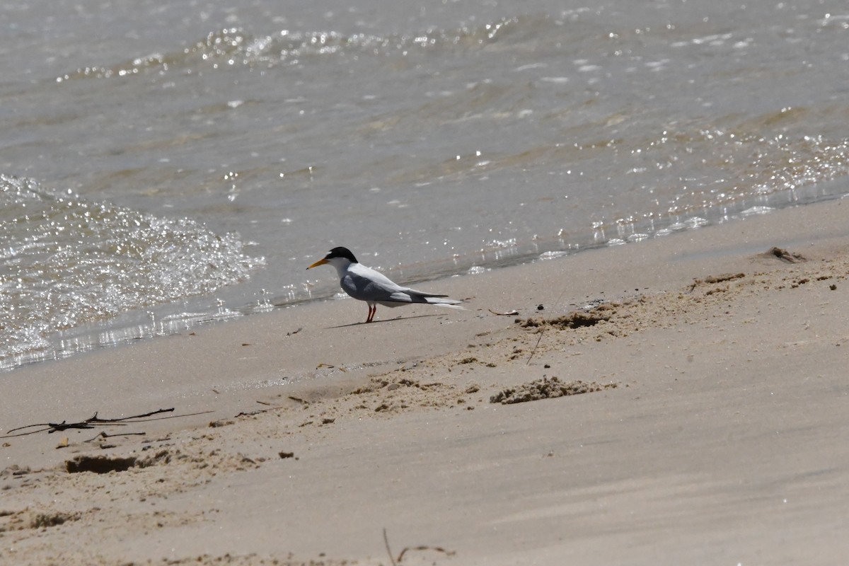 Zwergseeschwalbe - ML645976869