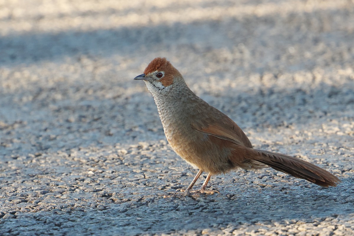 Rufous Bristlebird - ML645976888