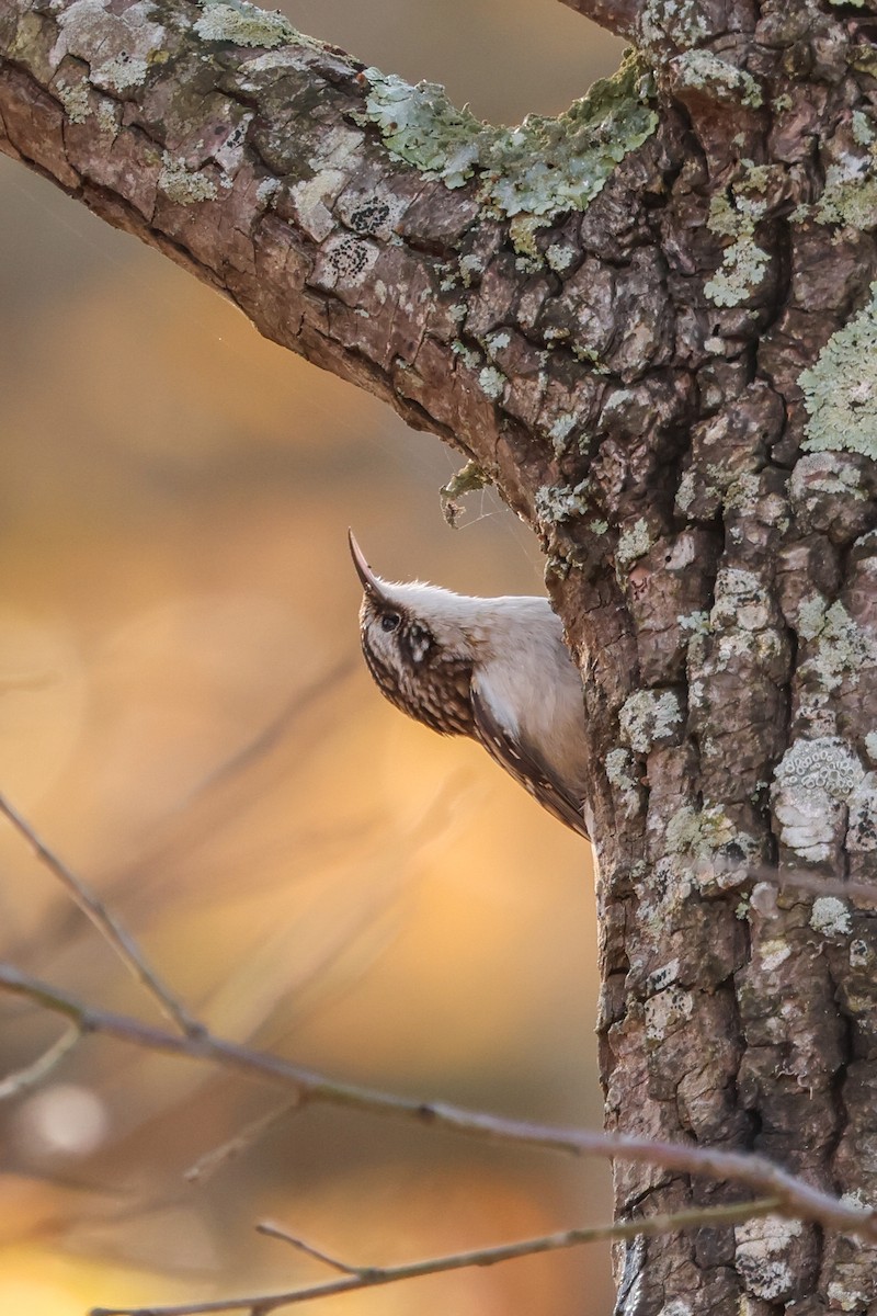 Grimpereau brun - ML645976893