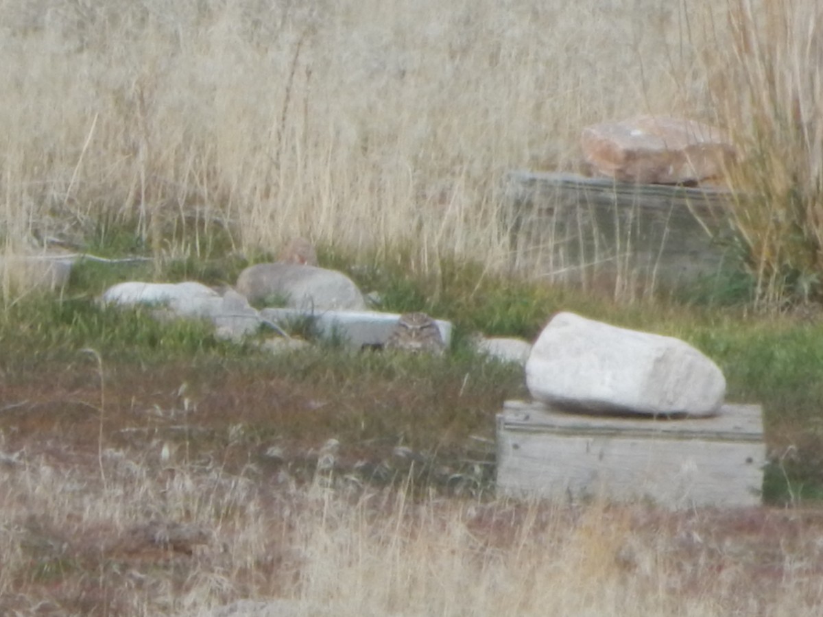 graveugle (hypugaea/rostrata) - ML645976894