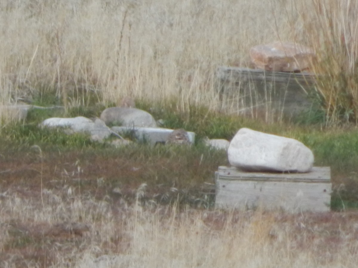 graveugle (hypugaea/rostrata) - ML645976895