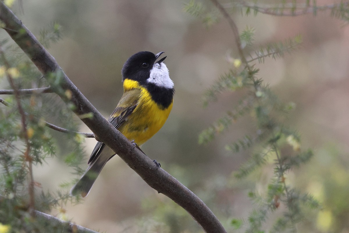 Golden Whistler (Eastern) - ML645976896