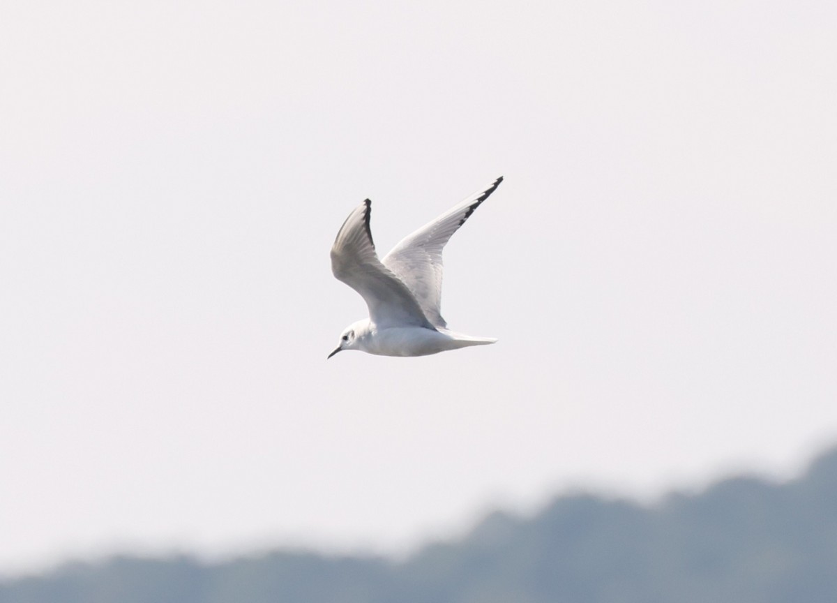 Mouette de Bonaparte - ML645976905