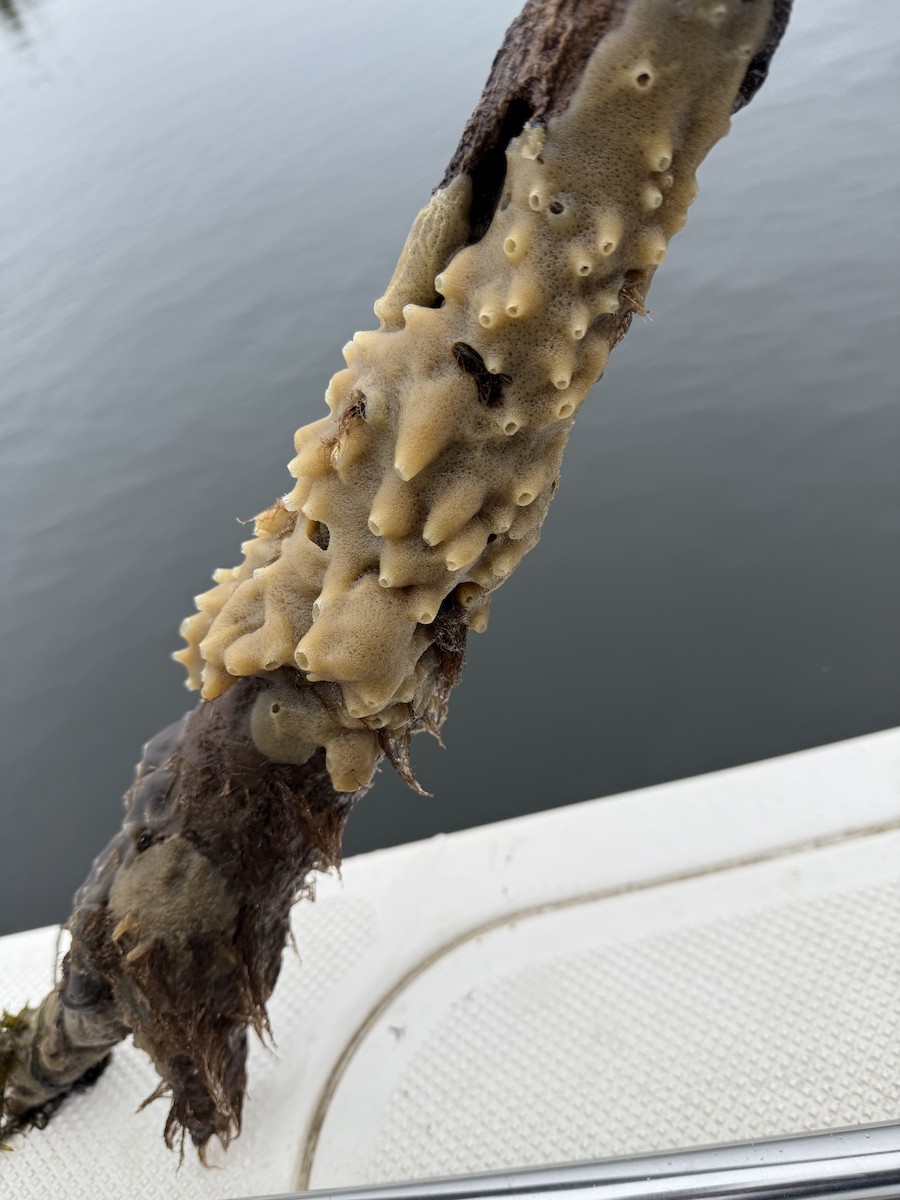 Bread-crumb Sponge - ML645976916