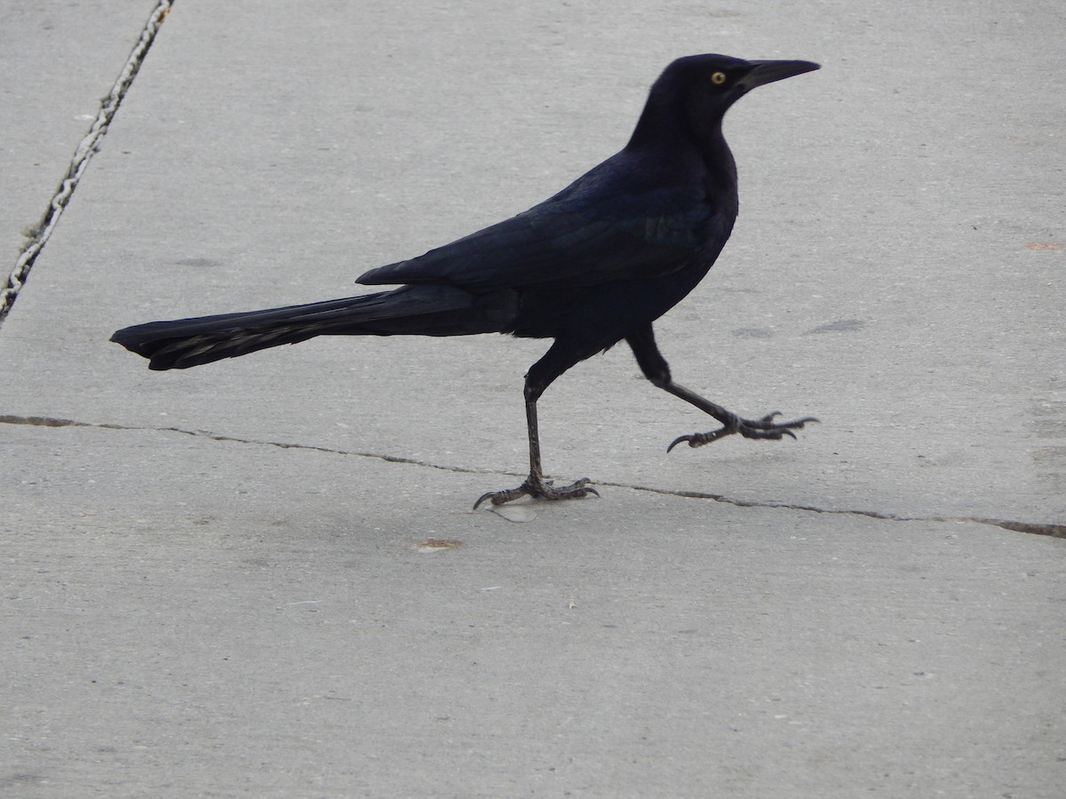 storstjerttrupial - ML645976919