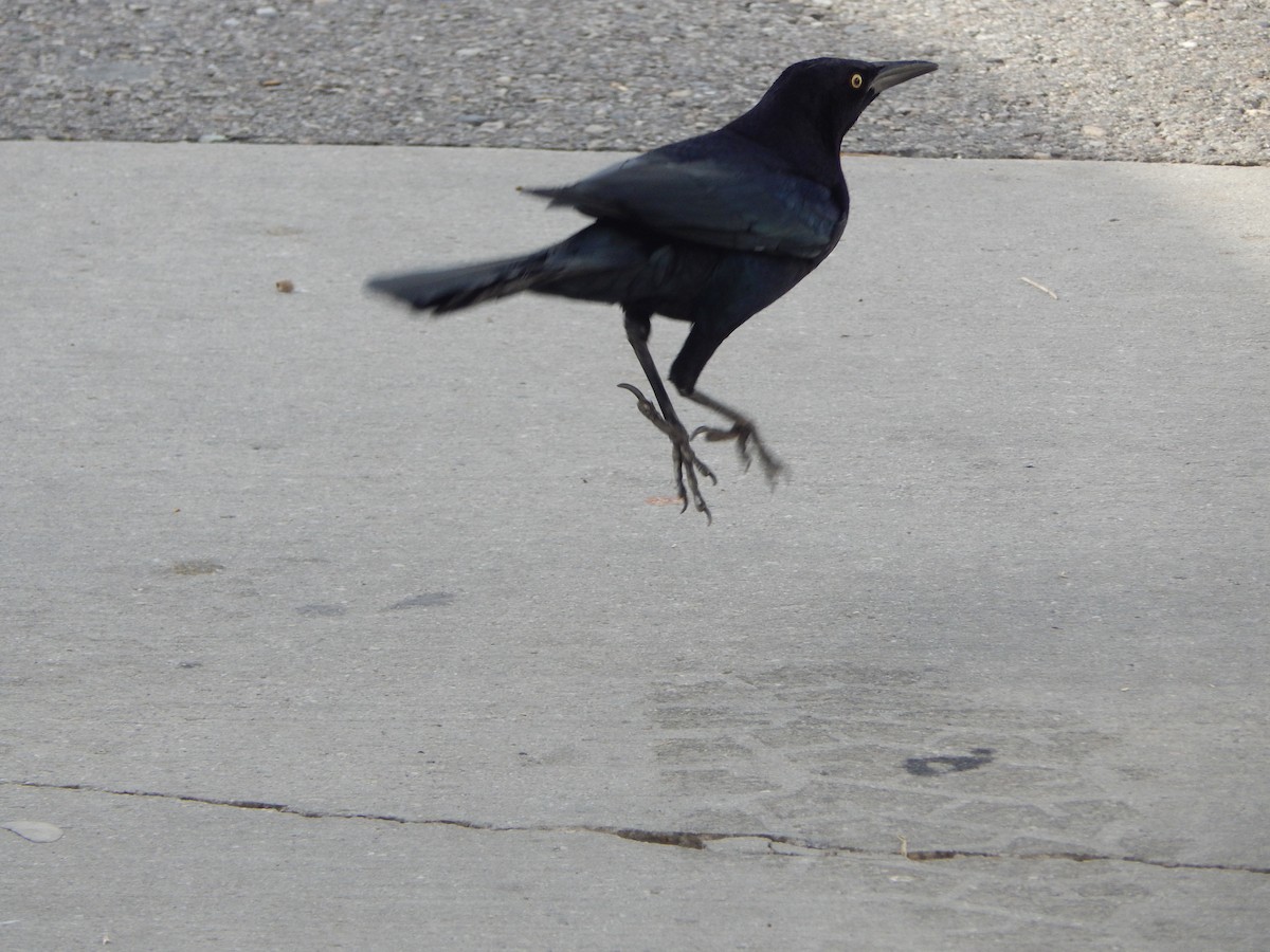 storstjerttrupial - ML645976920