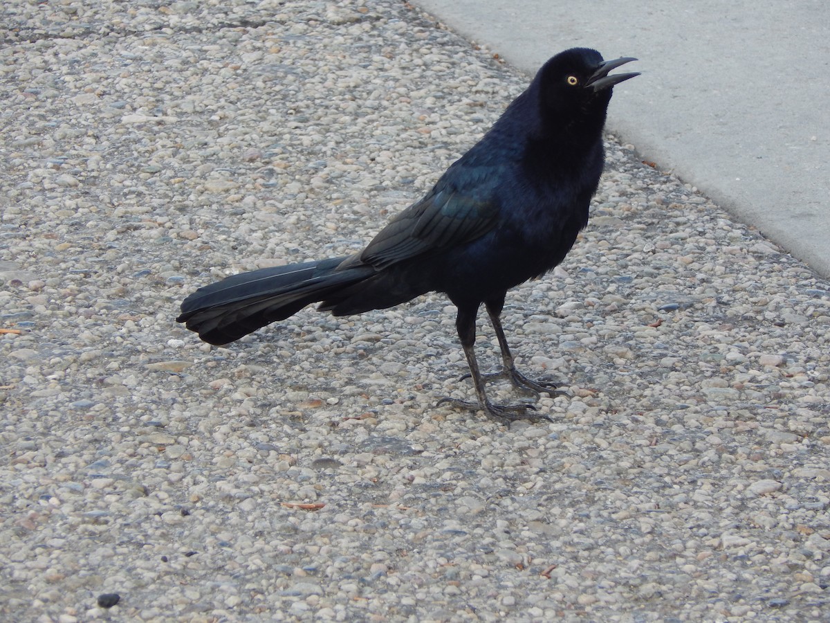 storstjerttrupial - ML645976921