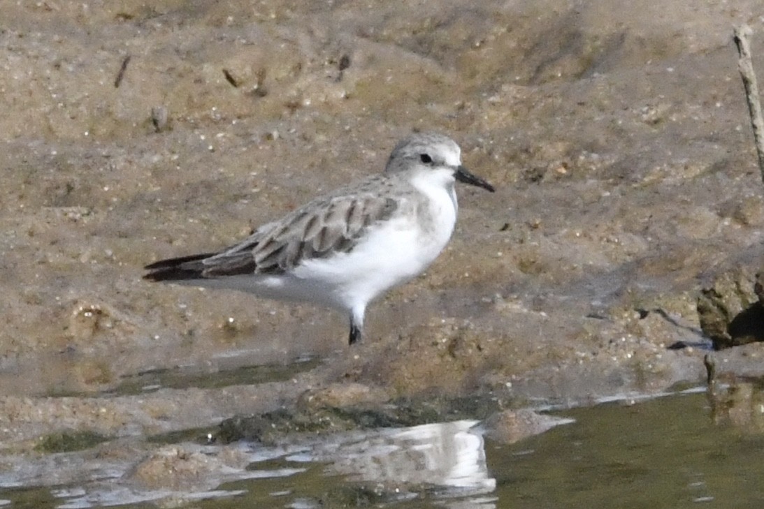 Rotkehl-Strandläufer - ML645976924