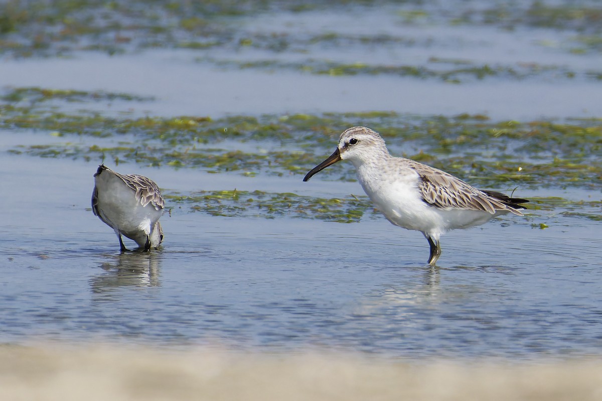 Broad-billed Sandpiper - ML645976932