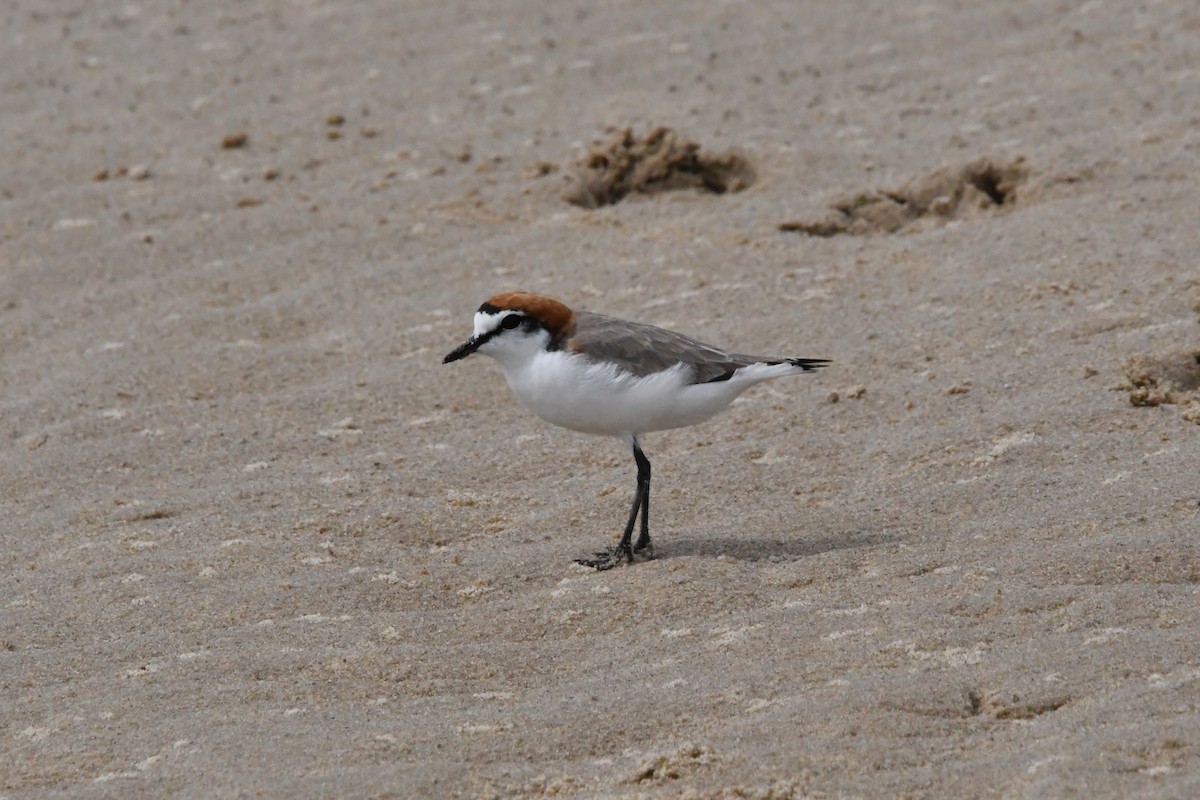 Rotkopf-Regenpfeifer - ML645976933