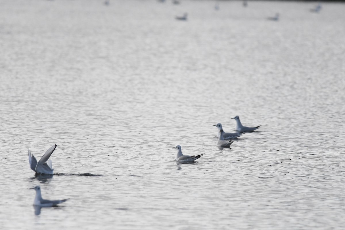 Bonaparte's Gull - ML645976938