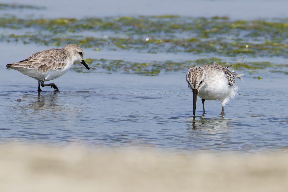 Broad-billed Sandpiper - ML645976946