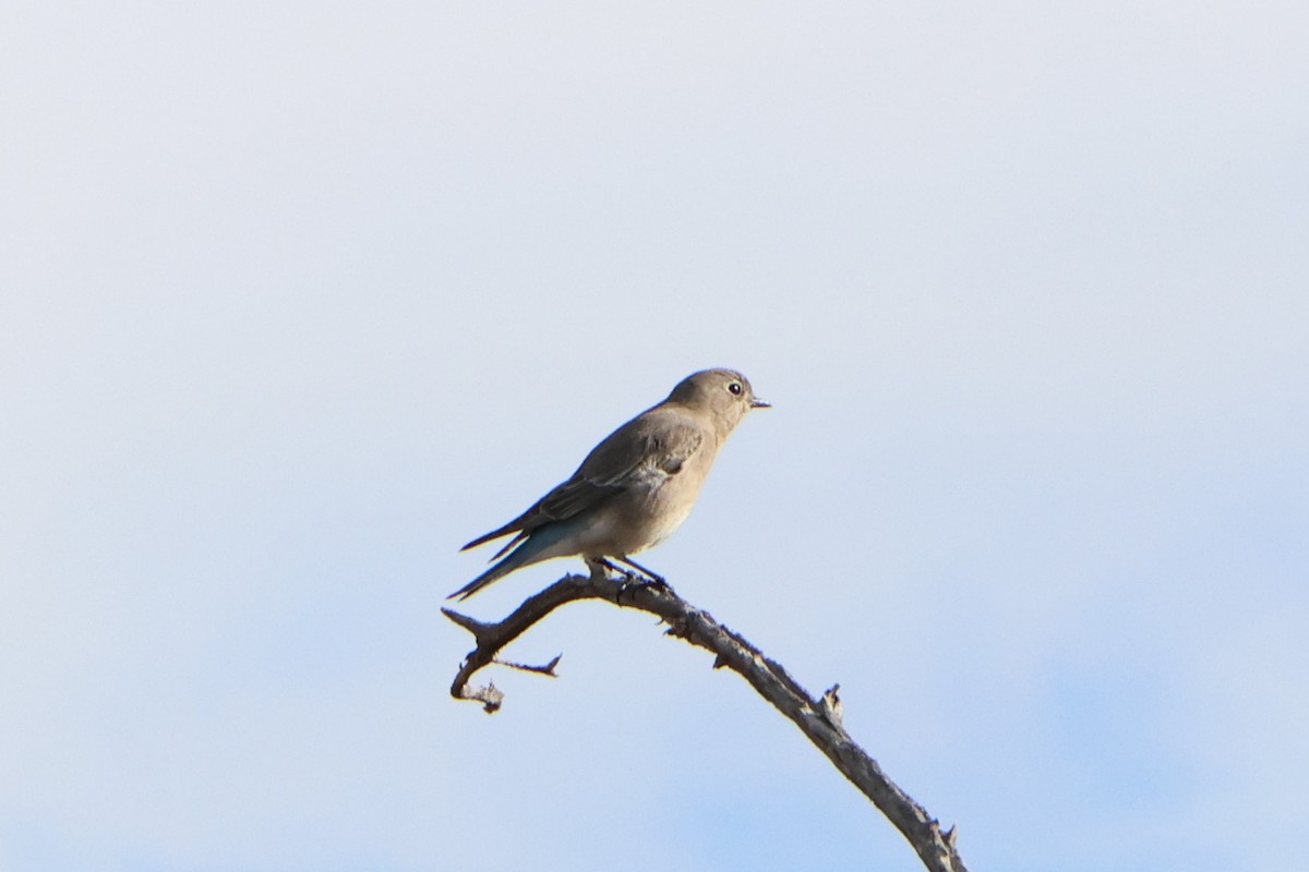 Mountain Bluebird - ML645976948