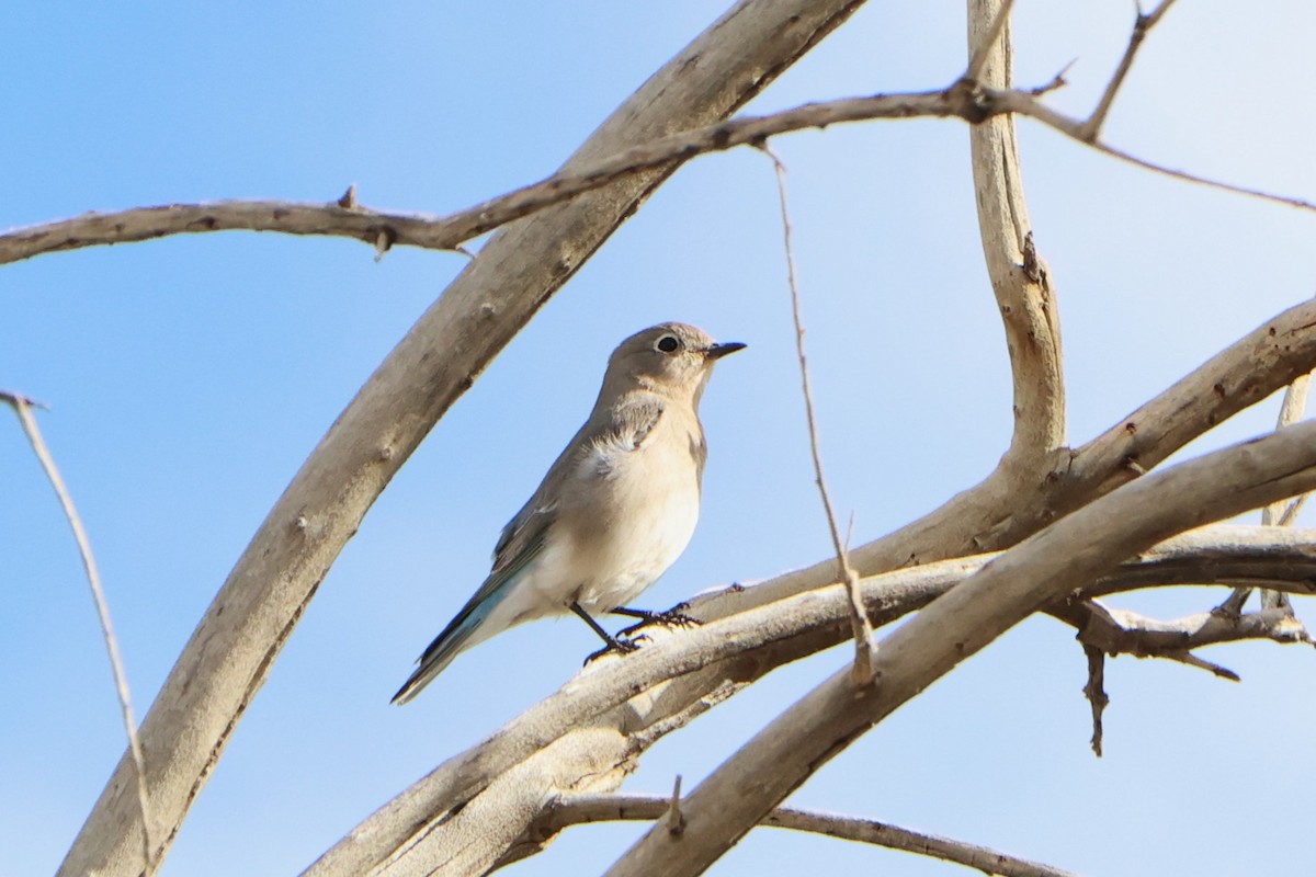 Mountain Bluebird - ML645976949