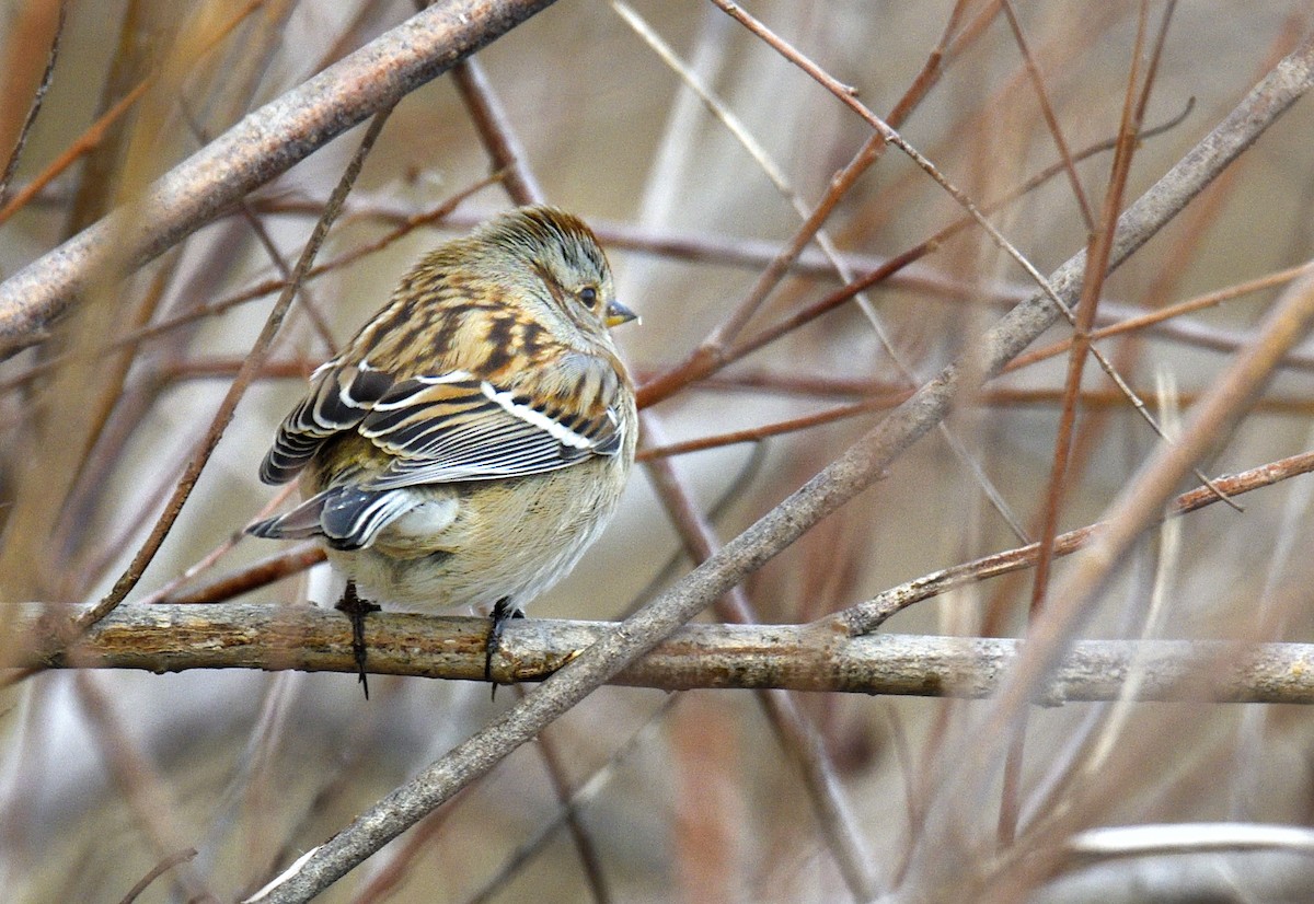American Tree Sparrow - ML645976951