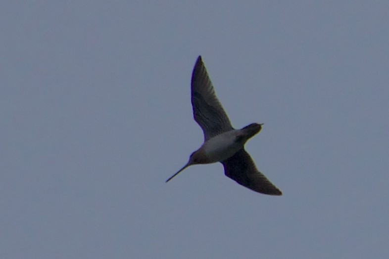 Wilson's Snipe - ML645976953