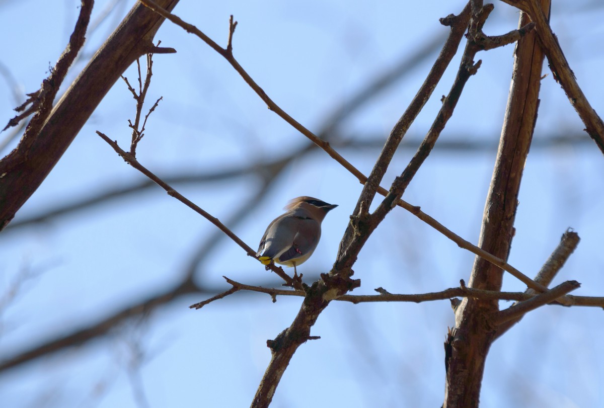 ציצנית אמריקנית - ML645976955
