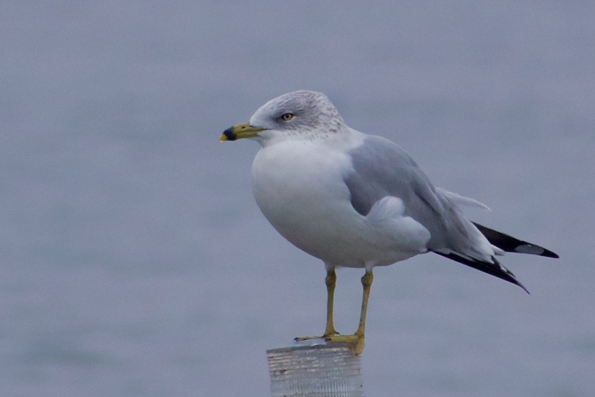 Ring-billed Gull - ML645976971