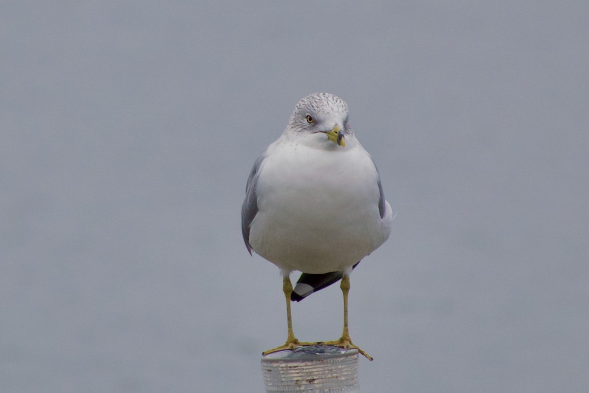Ring-billed Gull - ML645976972
