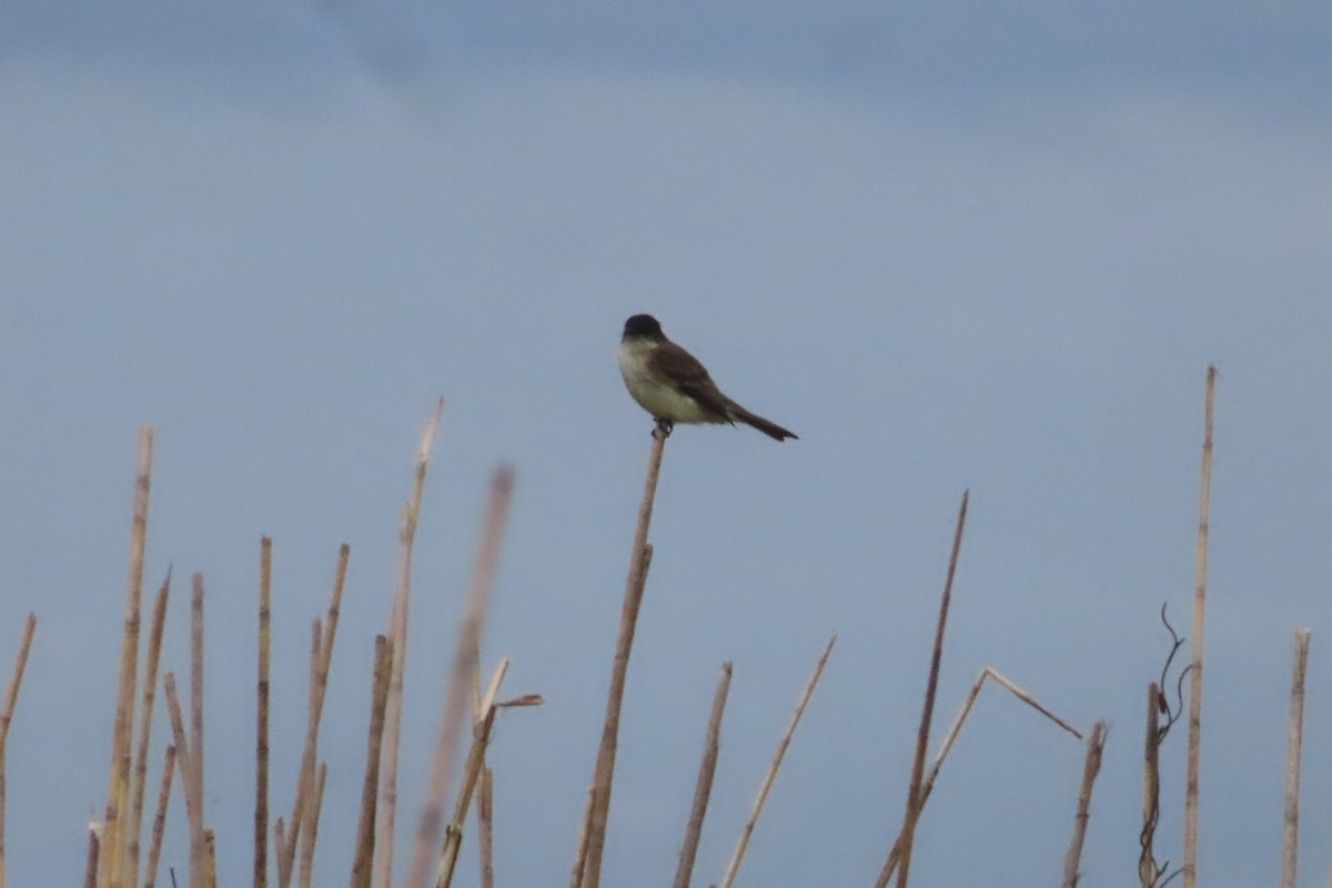 Eastern Phoebe - ML645976976