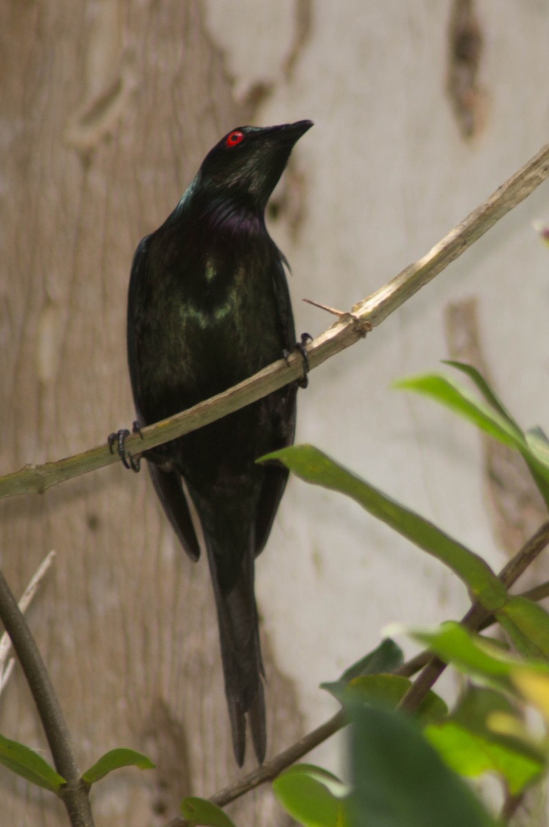 špaček lesklý - ML645976977