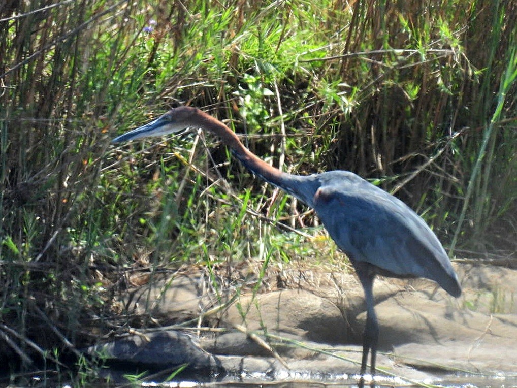 Goliath Heron - ML645976978