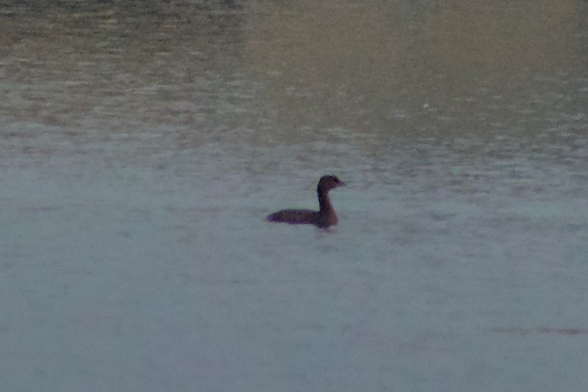 Pied-billed Grebe - ML645976981