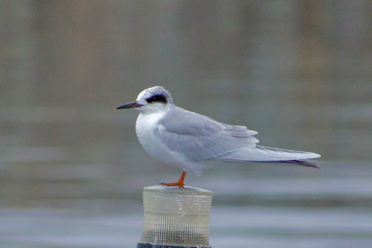 Крячок неоарктичний - ML645976983