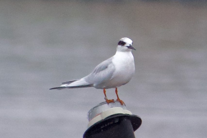 Крячок неоарктичний - ML645976984