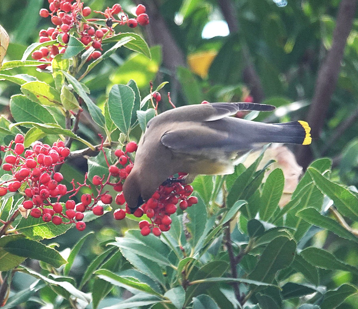 ציצנית אמריקנית - ML645976992