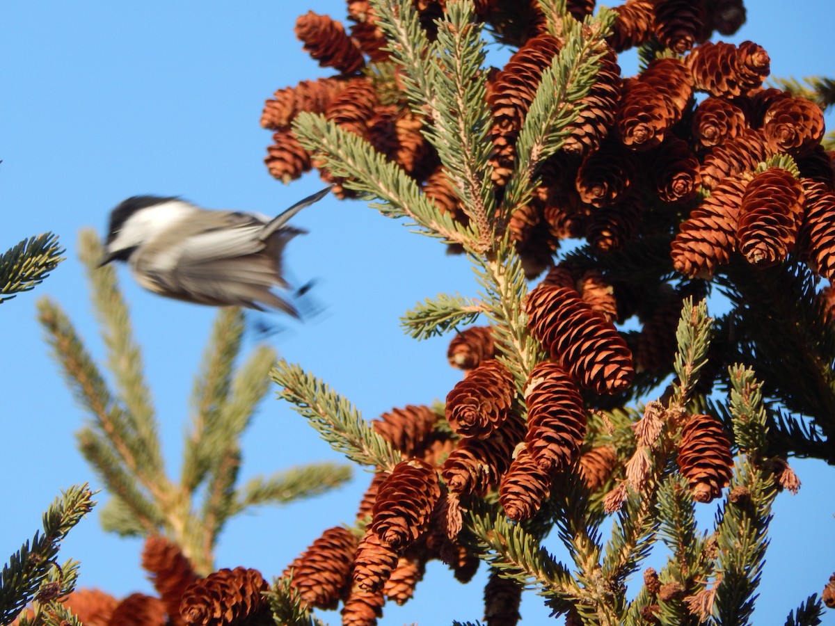 Black-capped Chickadee - ML645976993