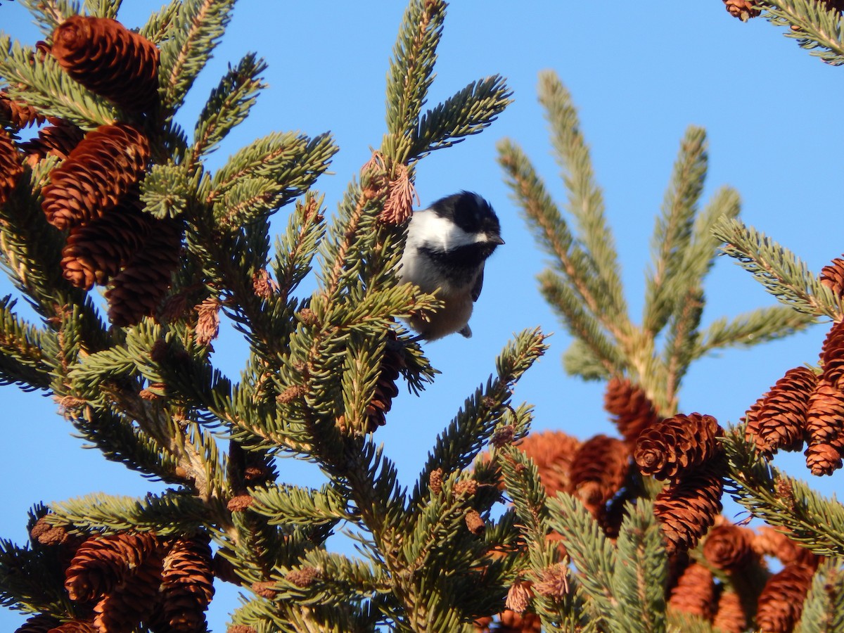 Black-capped Chickadee - ML645976994