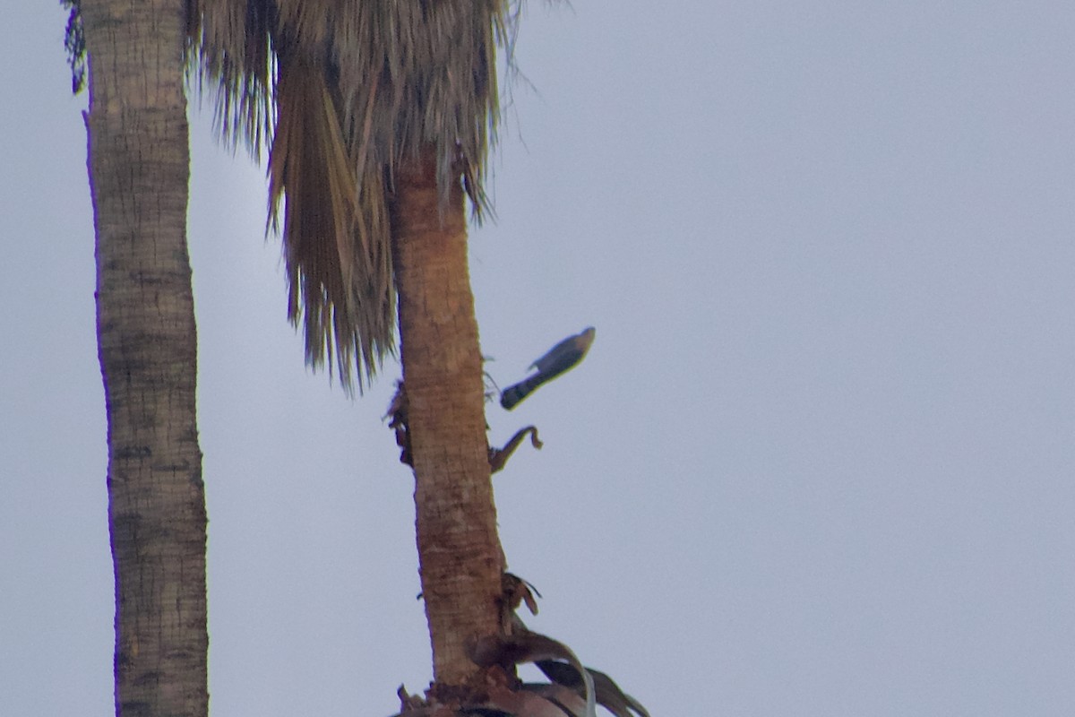 Cooper's Hawk - ML645976995