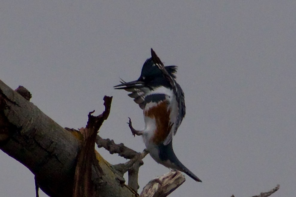 Belted Kingfisher - ML645977002