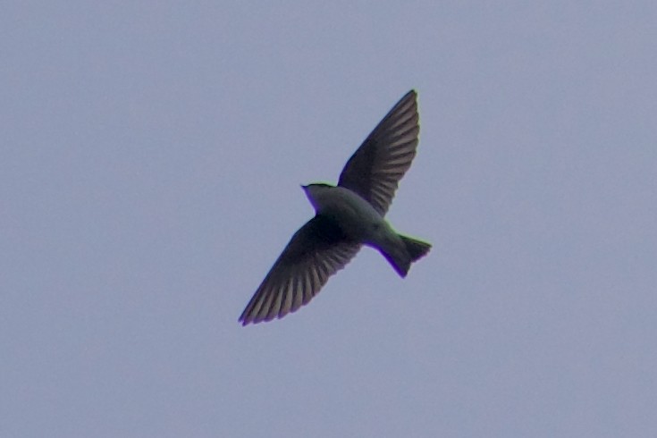 Tree Swallow - ML645977007
