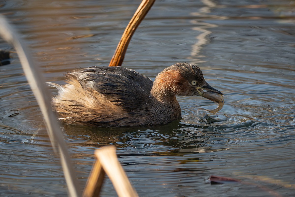 potápka malá [skupina ruficollis] - ML645977008