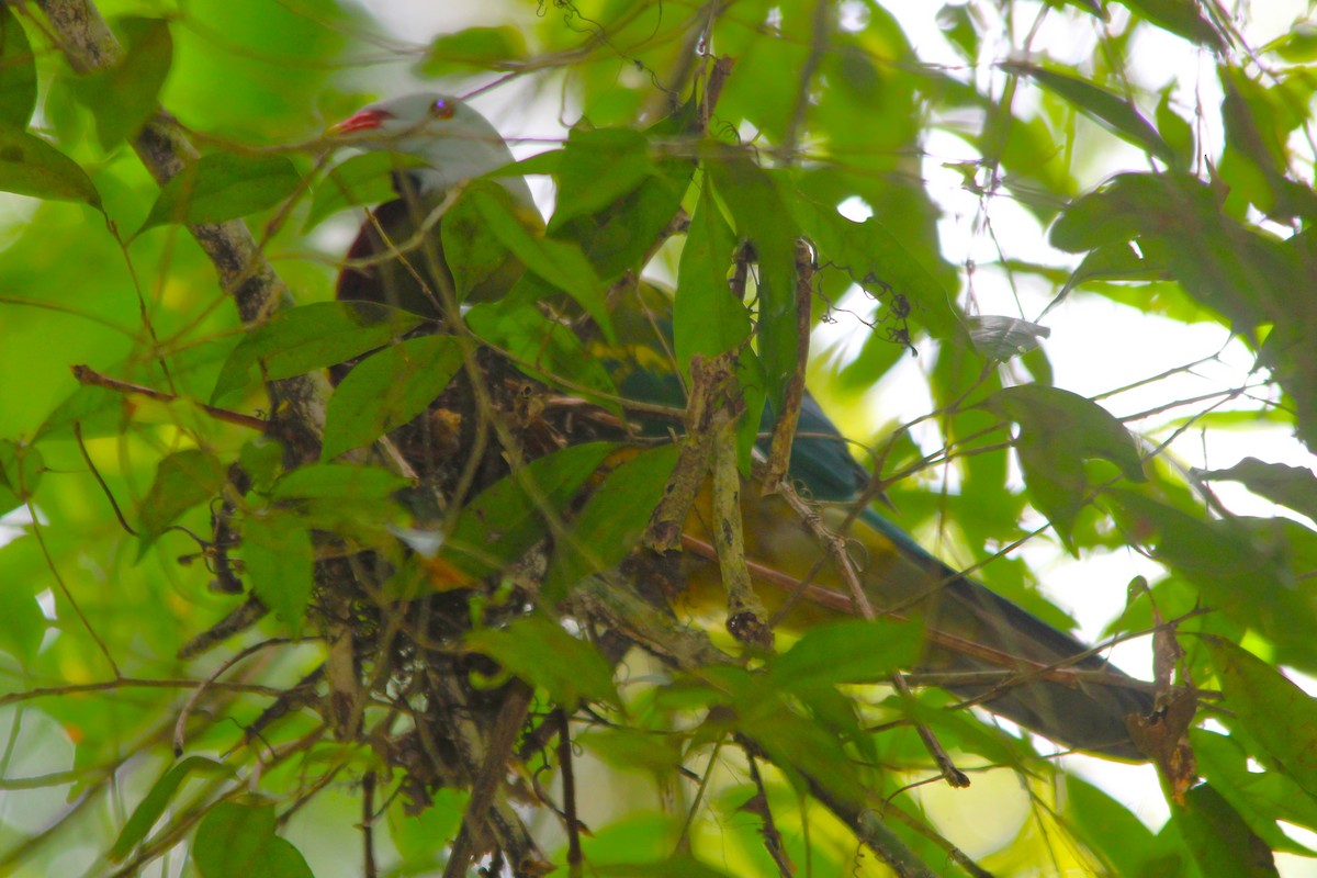 Wompoo Fruit-Dove - ML645977010