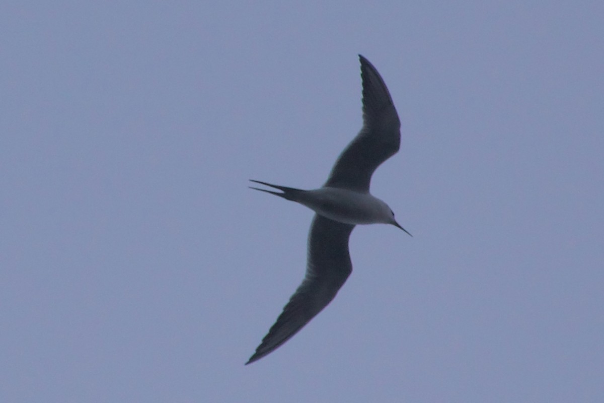 Крячок неоарктичний - ML645977011